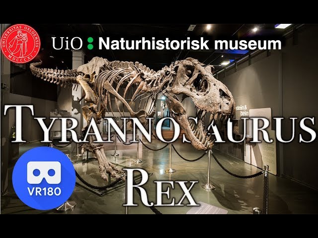 VR180 Naturhistorisk Museum - Tyrannosaurus Rex