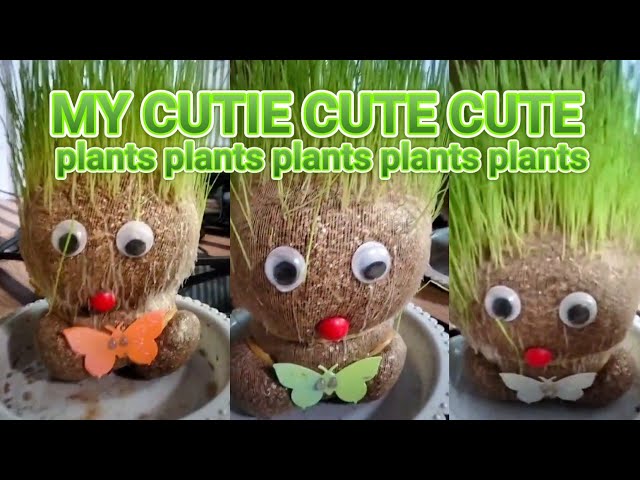 MY CUTIE CUTE PLANTS #TRENDING #SATISFYING #PLANTS #VIRALVIDEOS #AMAZING