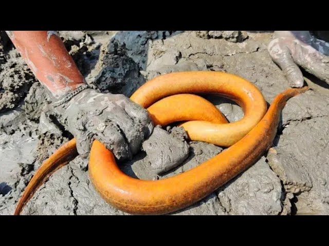 Dry Season Eel Hunting | Boy Going to Catch Big Yellow Eel Fish