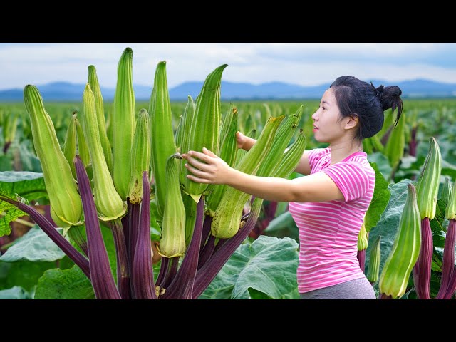 Harvesting Largest Lady's Finger Fruit, Okra Jelly Recipe Go To Market Sell|Harvesting Farm Produce