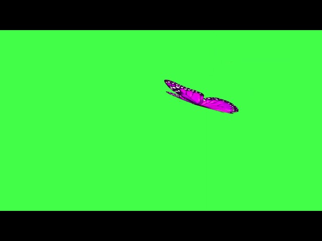 Purple butterfly flying - Green screen (no copyright, Royalty free)