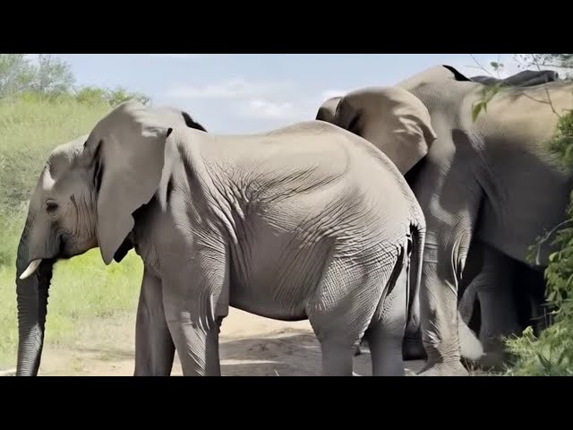 An Encounter with the Wild: A Lone Lion and an Elephant Herd