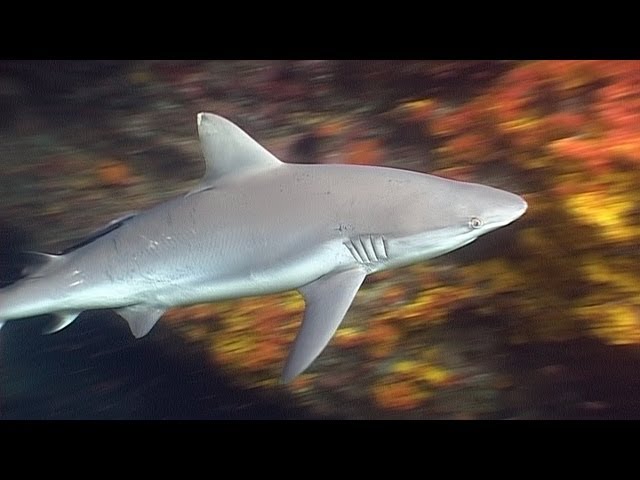 Requiem Sharks in Burma - Reef Life of the Andaman - Part 4