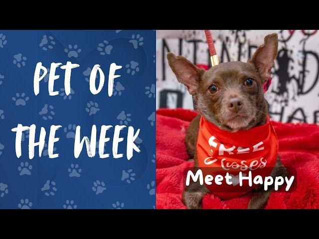 Pet of the Week: Meet Happy!