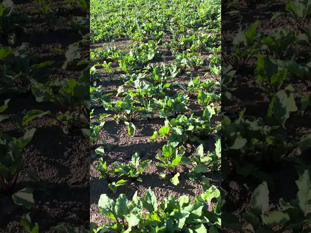 Older beets with 2 weeding passes  #FarmDroid #BerryLab #BucklandLab #OregonStateUniversity