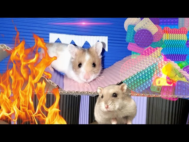 HAMSTER MAZE ESCAPE WITH TRAP