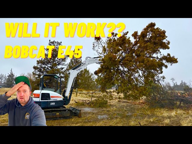 WILL OUR REPAIRED AUCTION SPECIAL BOBCAT REMOVE LARGE TREES?? Did not go to plan!!!??!