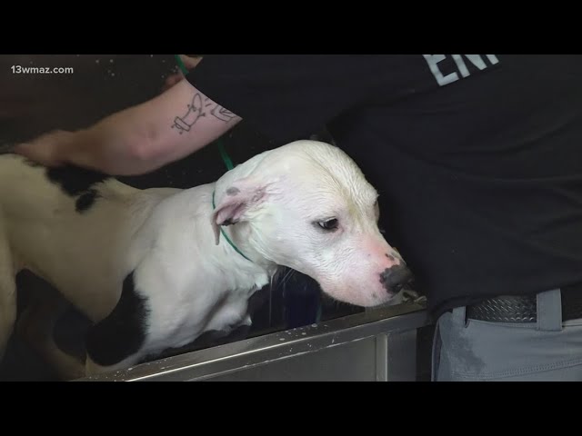 Five arrested in Bibb County animal hoarding case, 20 dogs and 8 cats rescued