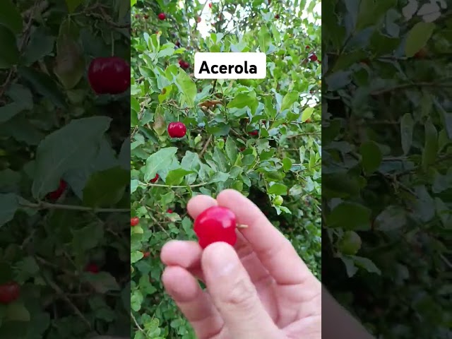 #sorts acerola