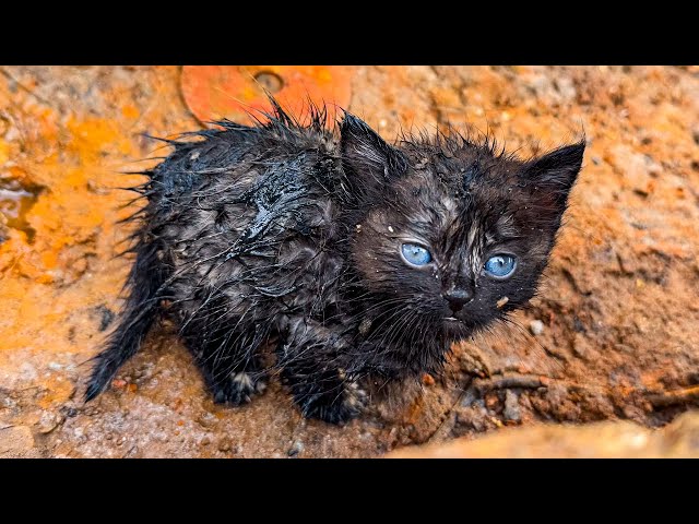 LTT Animal || Emotional Rescue: Rescuing a Freezing Kitten, A Journey to a Loving Home