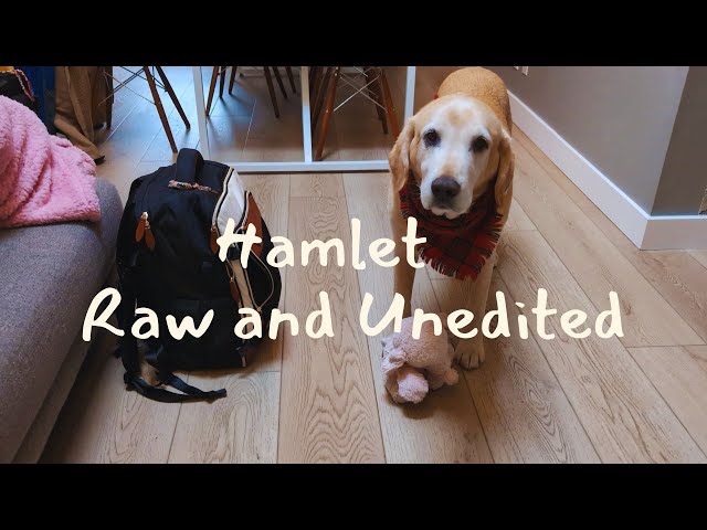 🎄😮🧳 DOG PACKING HOLIDAY BAGS ⁉️...HE CAN TELL WE ARE LEAVING⁉️ 📹 RAW AND UNEDITED ‼️ VIDEO 16