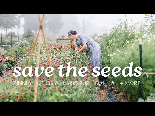 How to Save Seeds from many Popular Cut Flowers