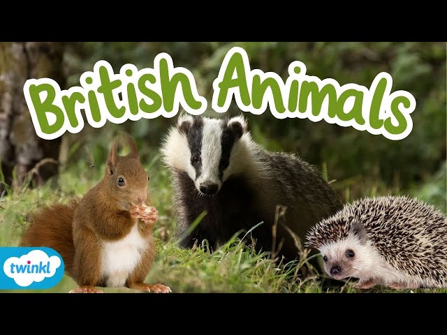 What Animals Live in the UK? | British Wildlife for Kids