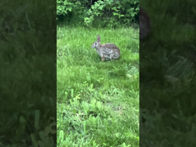 Amazingly Close View of a Beautiful Rabit 🐇 @PeacefulSentient