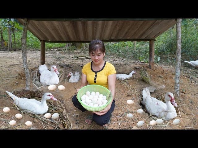 Dig hole for ducks lay eggs, Harvesting a lot of duck eggs in the pit - Daily life at My Farm