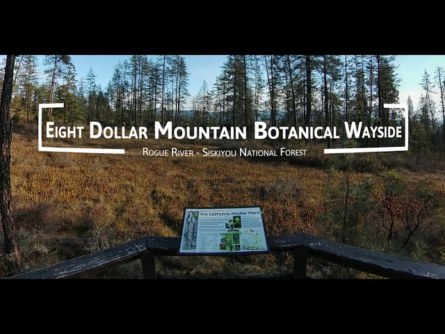 🌲 8 Dollar Mountain Botanical Wayside | 8K VR 360° with Ambisonic Audio 🌞