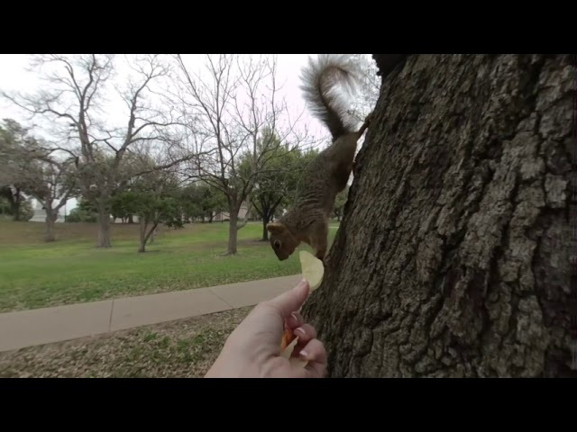 ... Squirrel ! vr 180  3D experience