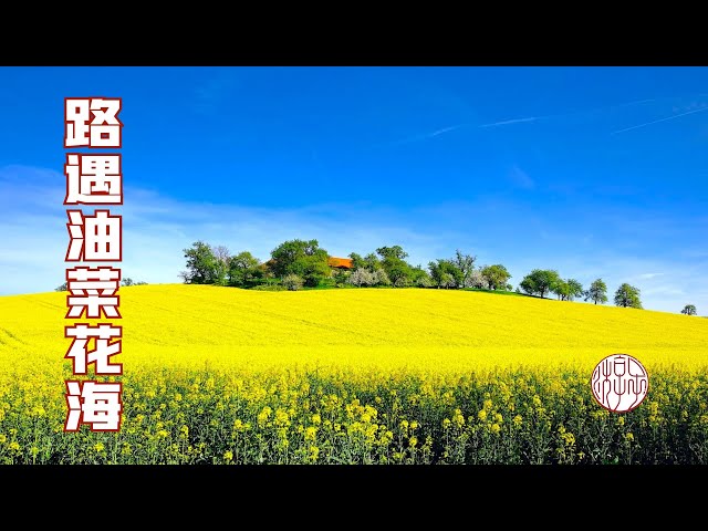 發現房車禁止駛入標誌，抱憾離開景谷，國道上邂逅金色油菜花海 【子遊雲水間】