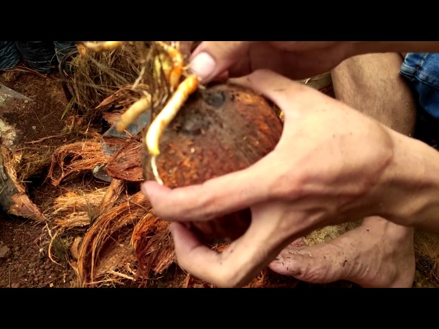 tehnik dasar mengupas bonsai kelapa | basic techniques for peeling coconut bonsai