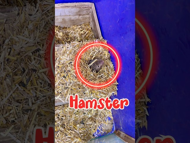 Hamster ki neend kharaab ho gayi 😂 #shorts #cleaning #hamstercage #dailyminivlog