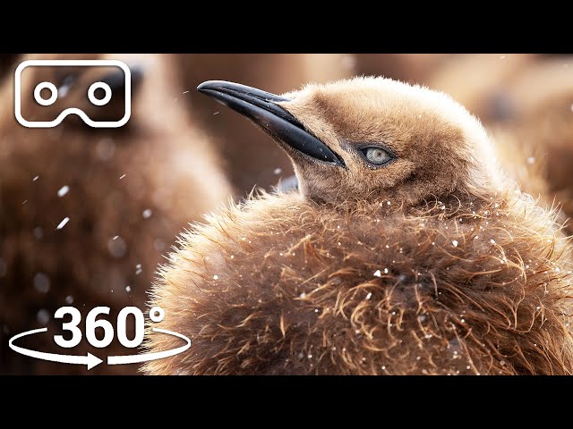 The Fluffiest Chicks Of Antarctica | VR 360 | Seven Worlds, One Planet