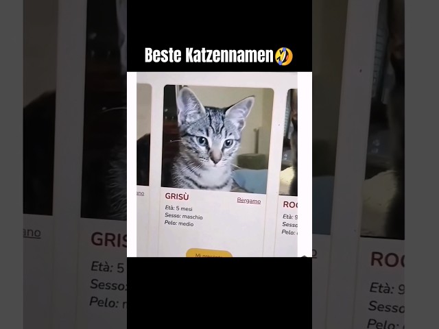 Pimpi ist einfach #beste #katzen #namen #cat #cutecat #haustier #berlin #dashcam #funny #crash #fail