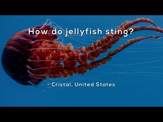 How do jellyfish sting?