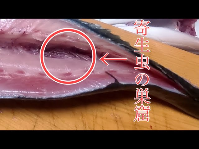 寄生虫だらけでも大丈夫！プロに教わる魚の捌き方から調理！！