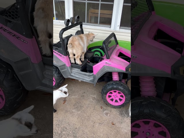 This kid just wants to take a ride in the Barbie mobile! #barbie #goatkids #drive #ride #comedy