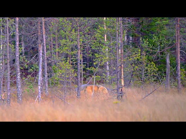 The wolves greet each other in Kuhmo. HD HDR.