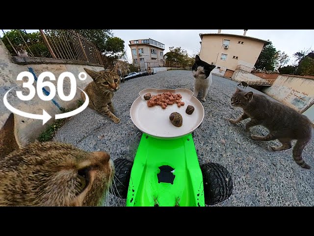 Cat 360° VR Video: Feeding Cats with RC Car