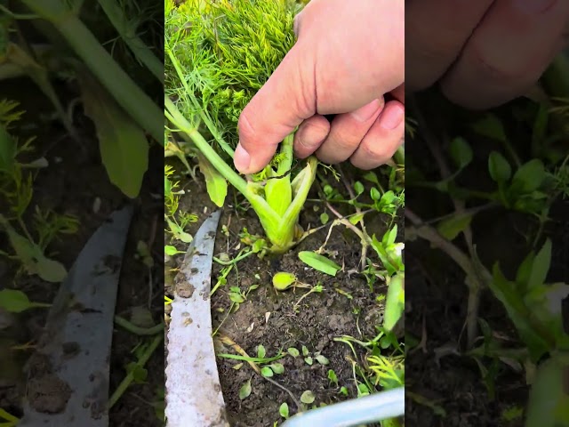 Harvesting vegetables in a small garden #satisfying