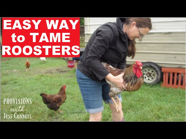 Why I'm NOT SCARED of Roosters: How I Tame & Why I LOVE Having ROOSTERS