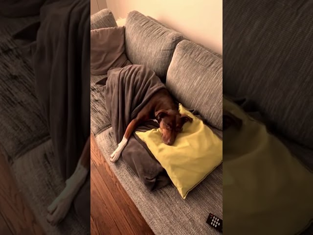 Winter Snuggles: Dog Naps Under a Blanket with Pillow Dreams!