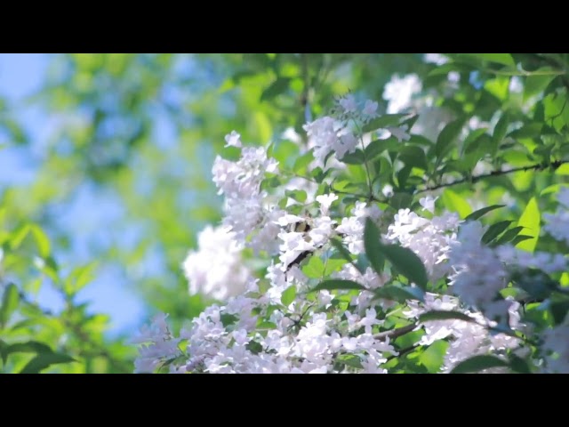 Flower HD Stock Video | Free stock footage | Free HD Videos - No Copyright |