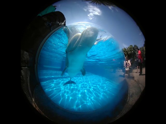 Dolphin, 360, Immersive Cinema, Dome, Fulldome, VR, Virtual Reality