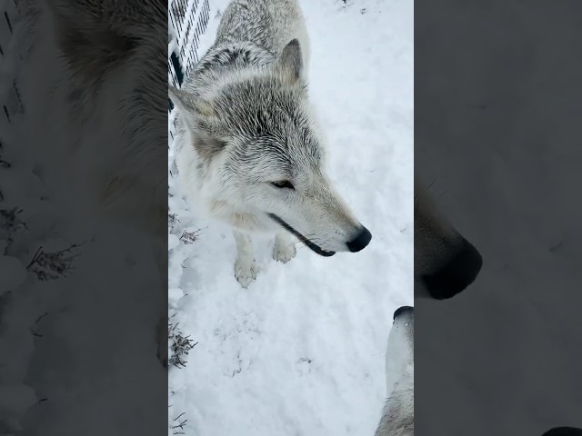 Wolfdogs Have Fun on Another Snow Day #shorts #shortsfeed #shortsvideo #shortvideo #short #viral