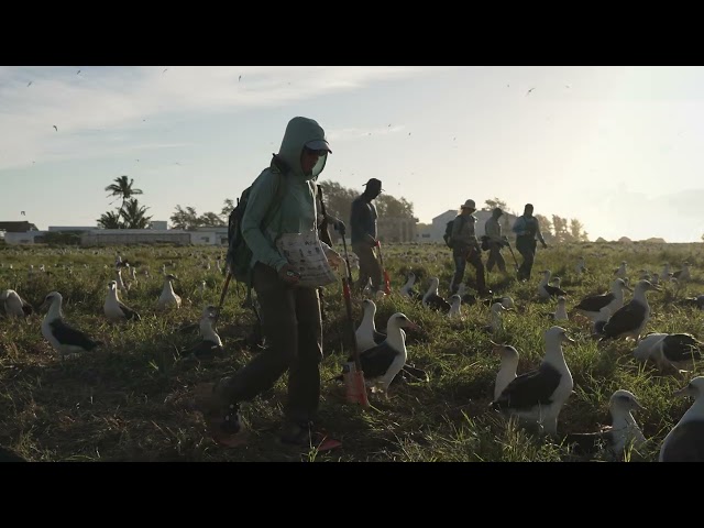 2024-2025 Albatross Count Starts!