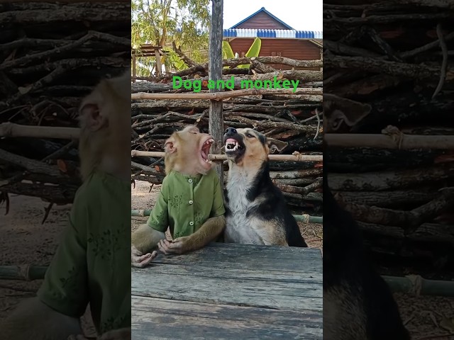 Dog # #telugusongs song #entertainment #trendingshorts #minivlog #zoo #प्रात #hindisong # #arrahman