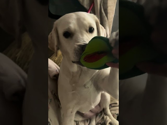 Dog mom babying Labrador with new “Havacado” #yt #labrador #fyp #dog #pets #pet animals #short #aww