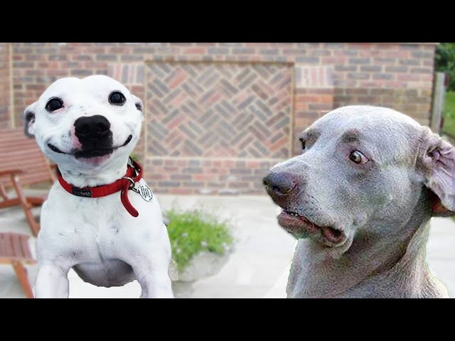 Super Funny Dog Videos 2021 | Tiktok Compilation #2