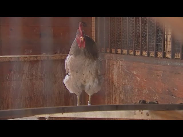 Ohio reports first human case of bird flu from Mercer County farmer