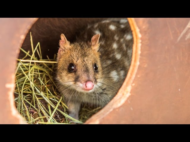 Quolls reintroduced to mainland after extinction