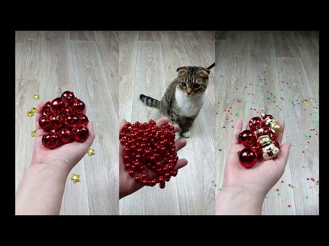 Cat Marbles Satisfying Reverse Video ASMR Funny Video