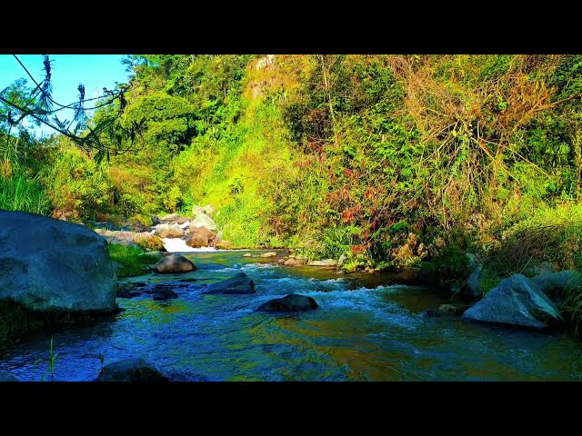 Babbling Brook, Creek Sounds, Water Stream Relaxing Nature Sounds Stress Relief, Study, Deep Sleep