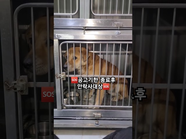 25_16 공고기한 종료후 안락사대상 #새로운가족을찾습니다 #helpshelter #lckd #lastchanceforkoreandogs #강아지 #유기견입양