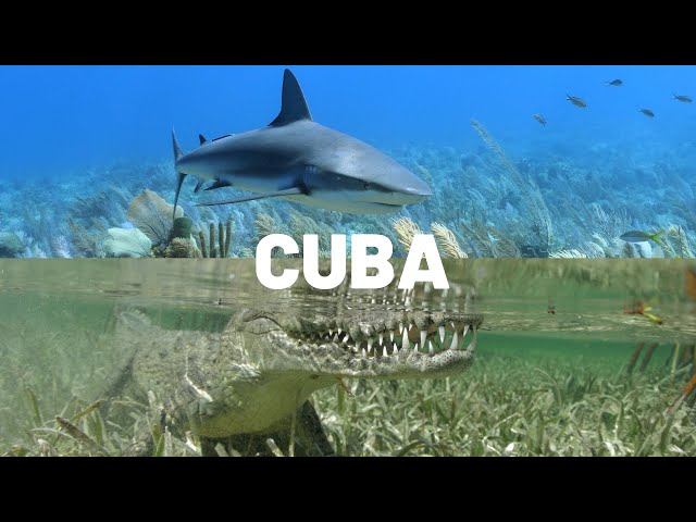 Diving Jardines de la Reina in CUBA (4K)