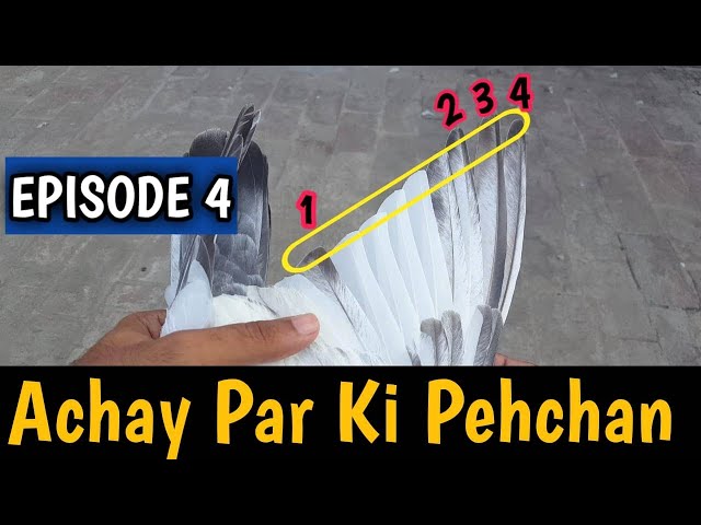 Nasli Kabootar Ki Pehchan || Episode 4