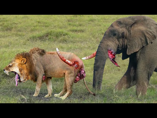 Elephant Show Strength! Painful Lion Is Attacked And Tortured By Africa's Deadliest Elephant