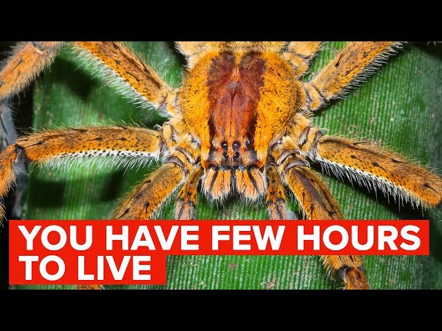 The Most Venomous Spiders In The World